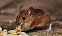 24 Hour & Emergency Exterminators in Richmond, KY